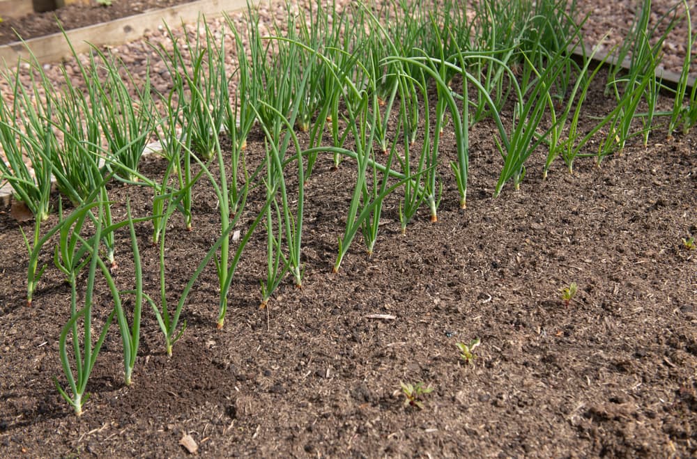 rows of home grown onion plants