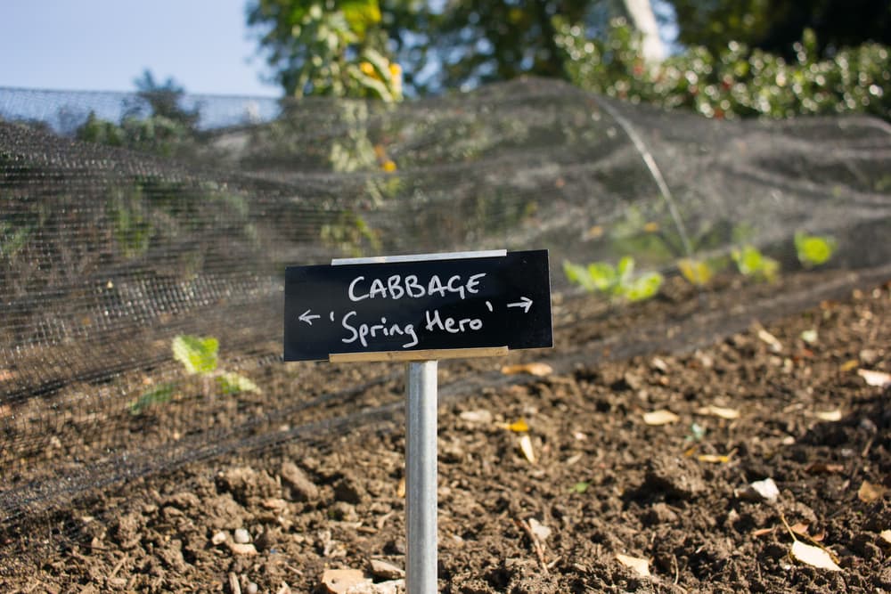 a mesh polytunnel in the background with a black chalk sign in the foreground that reads 'Cabbage Spring Hero'