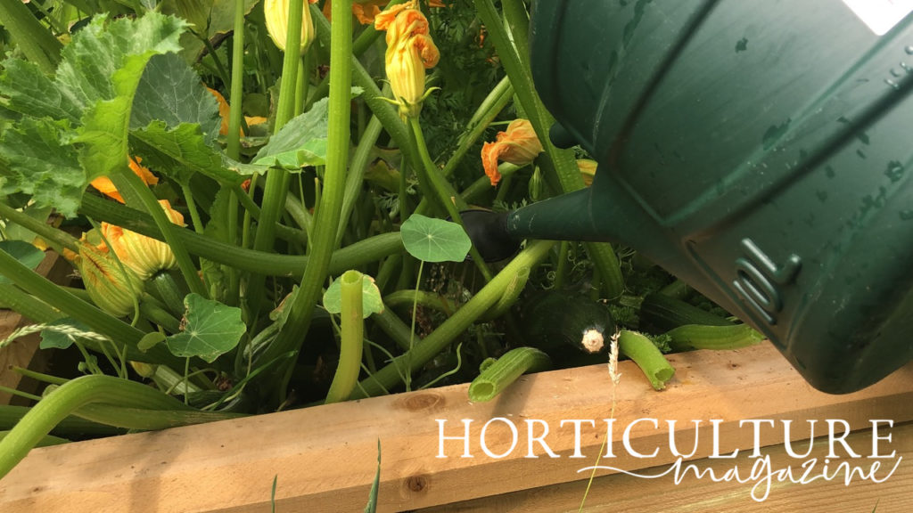 fertilising yellow flowering courgette plants with a green watering can