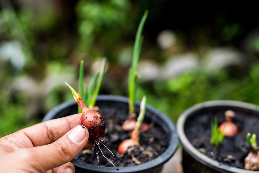 hand planting onions in very small black pots