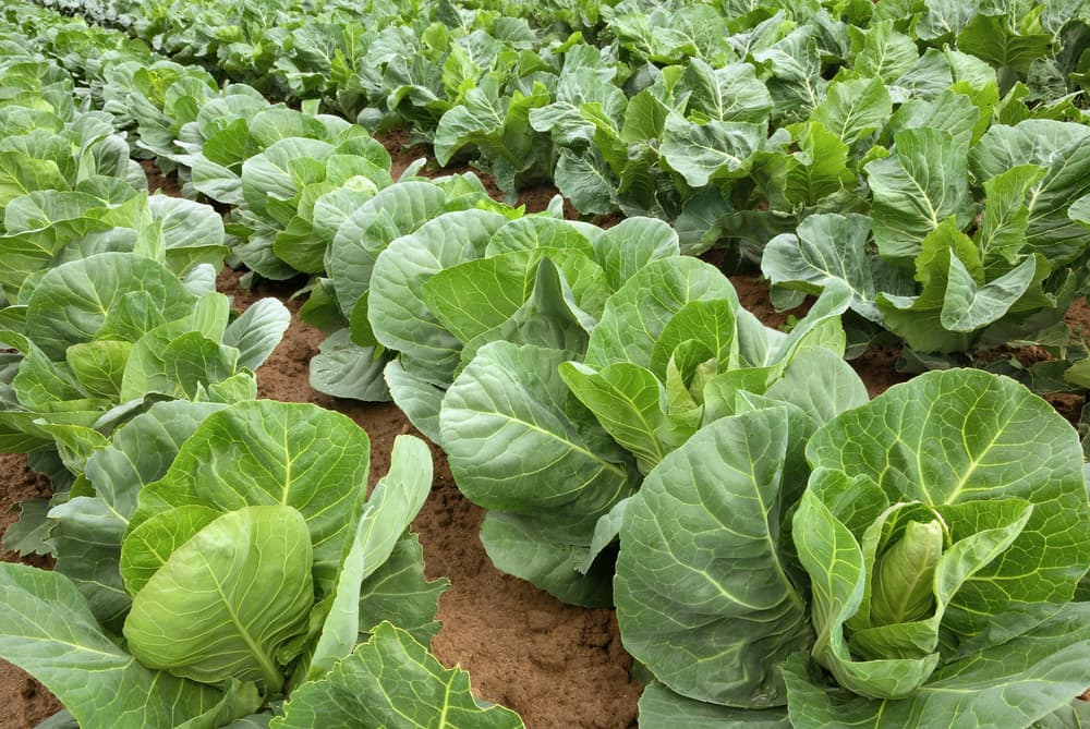 another view of cabbages grown in strict rows