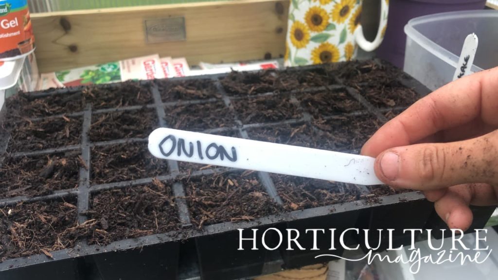 a handwritten potting label which reads 'onion'