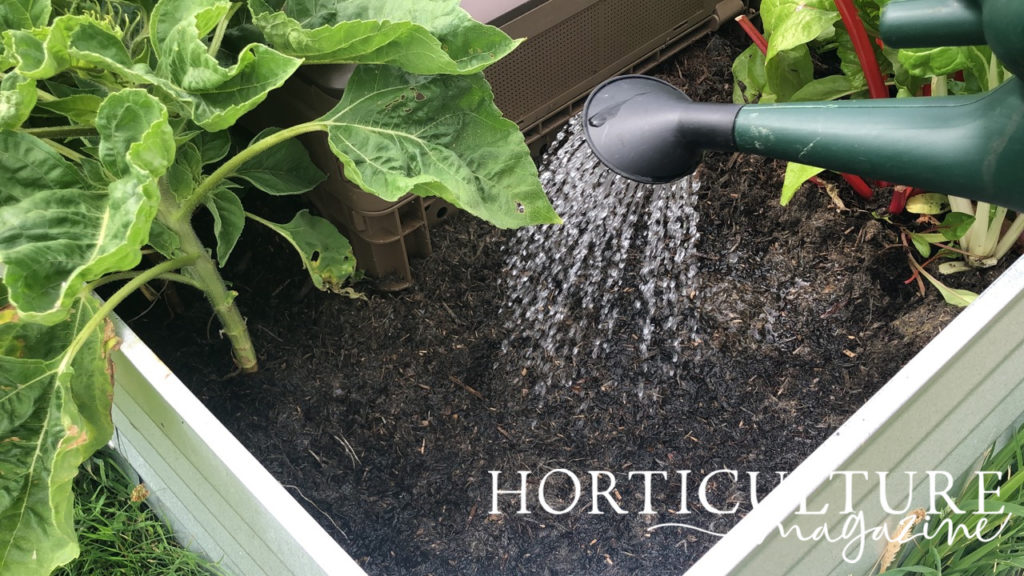 A patch of soil in a planter with lettuce seeds being watered by a watering can