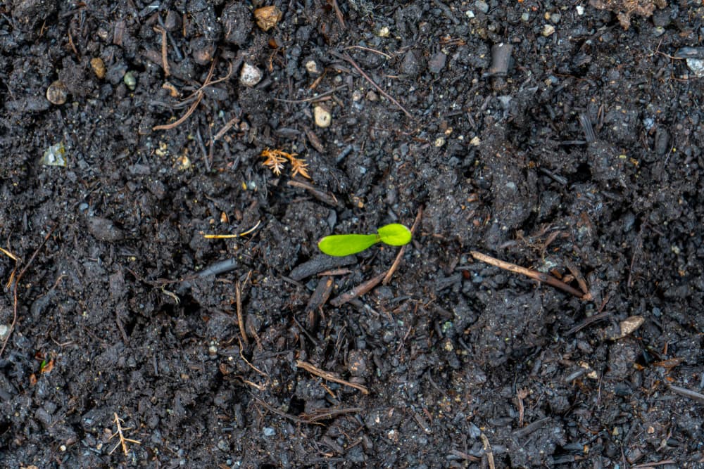 seedling growing from moist garden soil