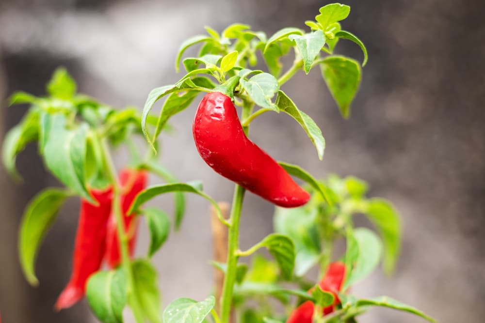 bright red serrano peppers