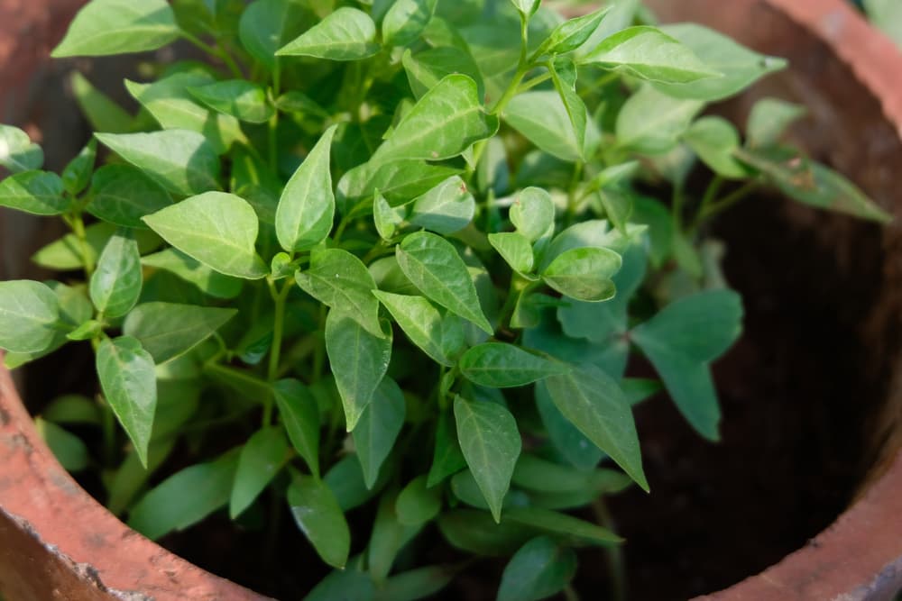 immature chili plants in a terracotta outdoor container