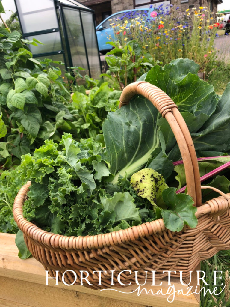 A wicker basket of harvested cabbages with a planter in the background that is full of other foliage and colourful flowers