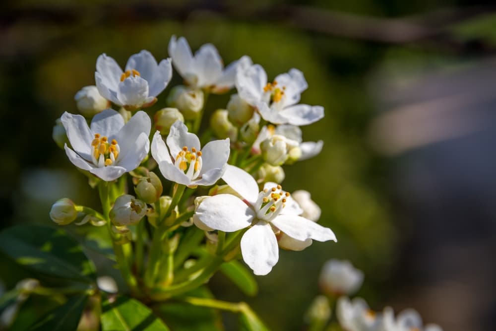 magnified view of small choisya ternata flowers