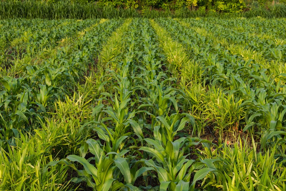 maize and ginger being grown as mixed crops