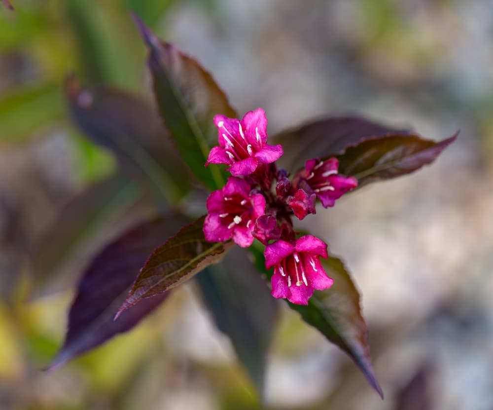 Weigela florida flowers in pink with dark foliage in the background