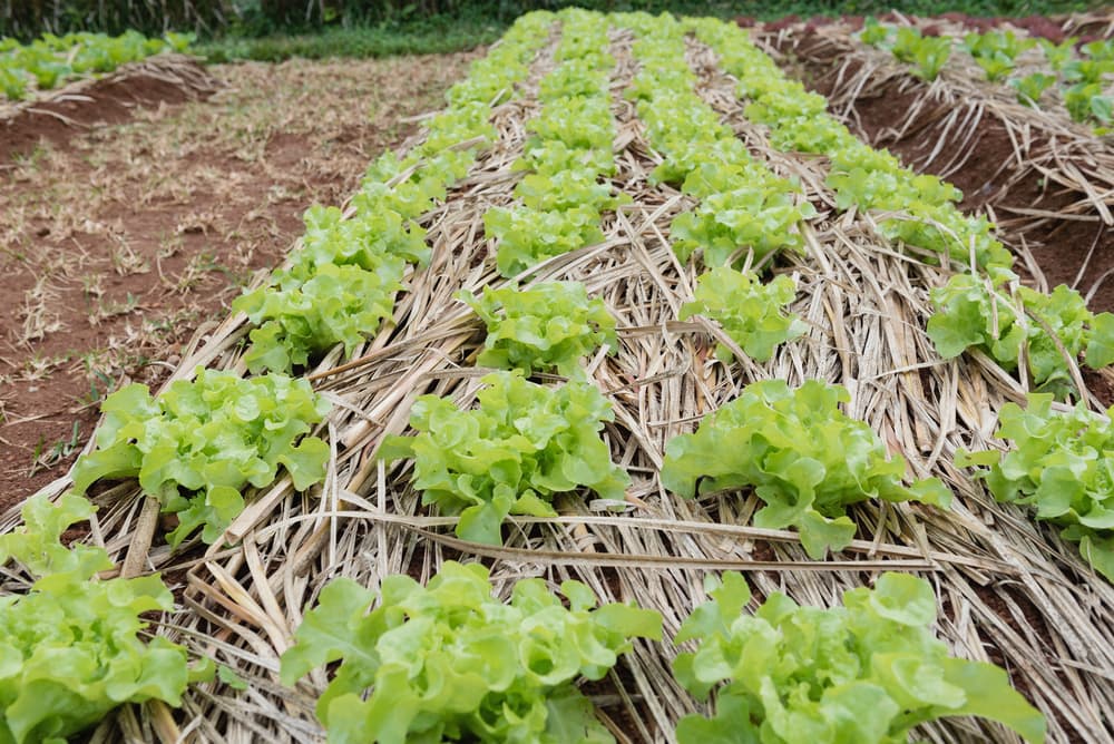 lettuces growing in rows with heavily mulched ground covered in straw