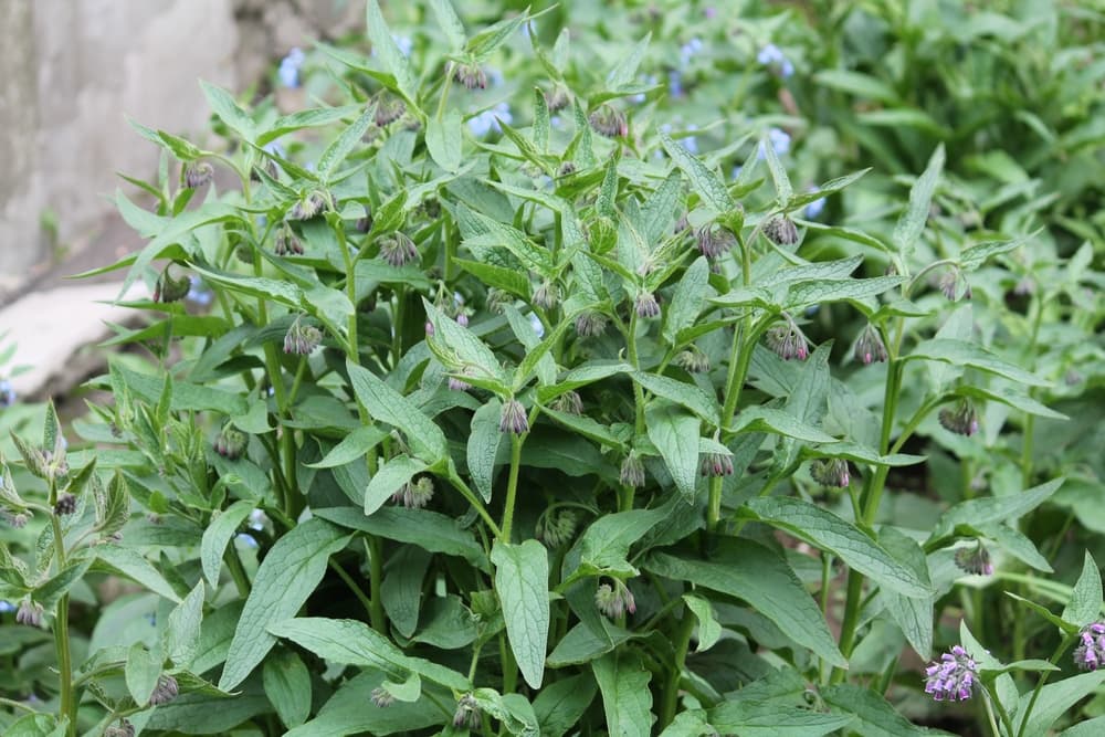 Symphytum officinale with visible buds starting to flower