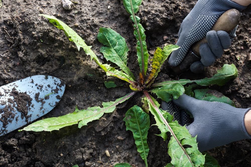 gloved hands removing a weed from soil using a trowel