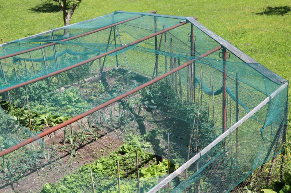 a vegetable plot protected by netting