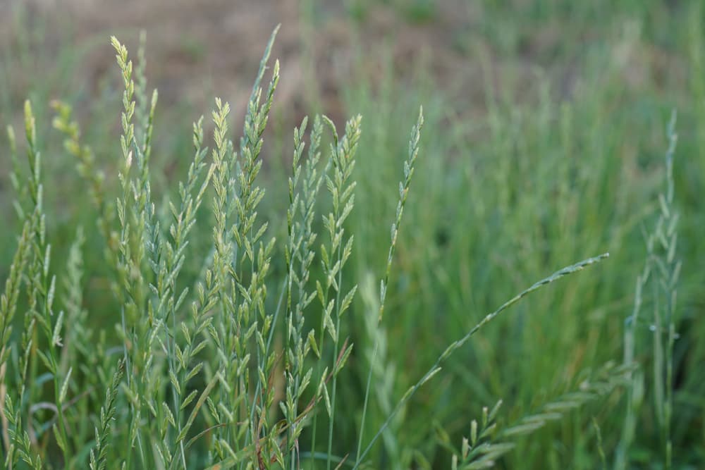 perennial ryegrass