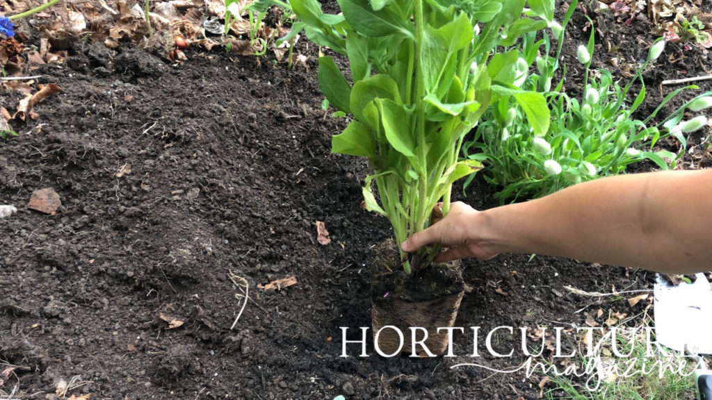 a young rudbeckia plant being positioned in a hole in soil ready to be planted