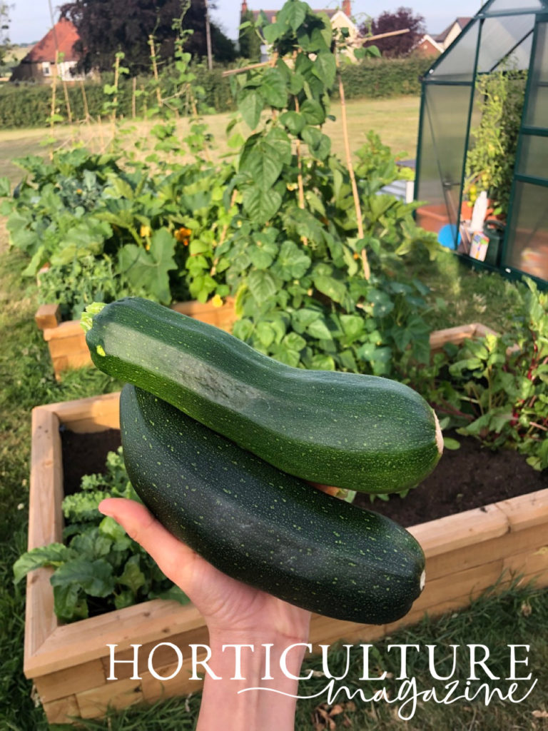 A hand holding two harvested courgettes in front of a section of plants growing in flower beds outside