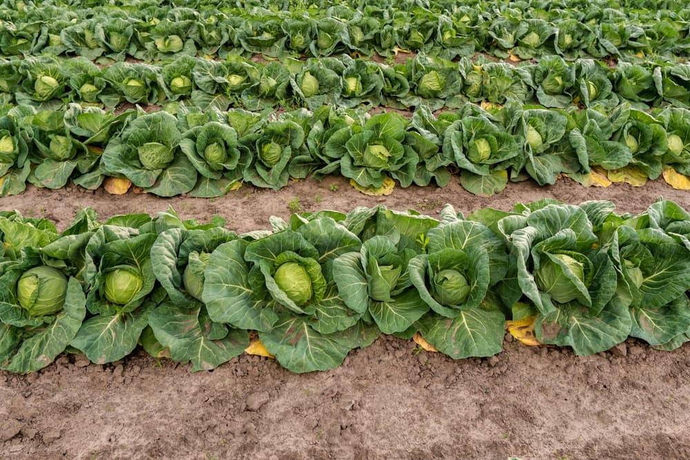 rows of cabbage plants in a field ready for harvesting