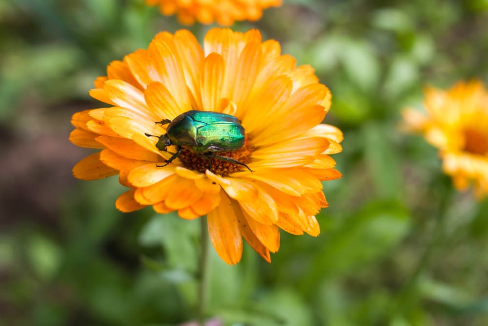 chafer beetle on an orange calendula flower