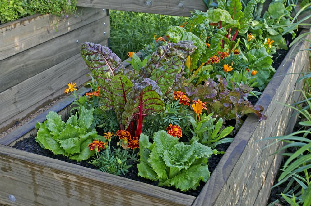 a raised bed of vegetables and marigolds