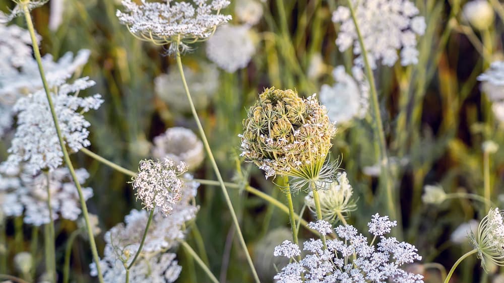 white flowering carrot plants going to seed