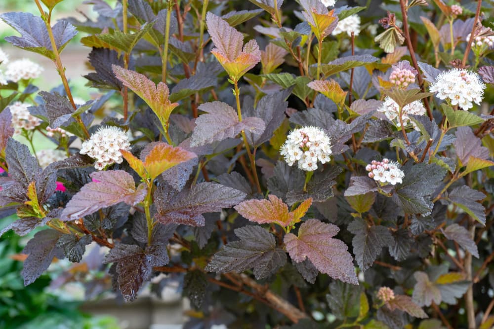 Physocarpus opulifolius with white flowers and dark burgundy leaves