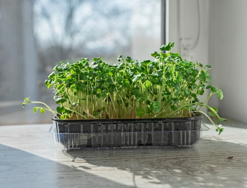microgreens growing in a plastic tray on a sunny windowsill
