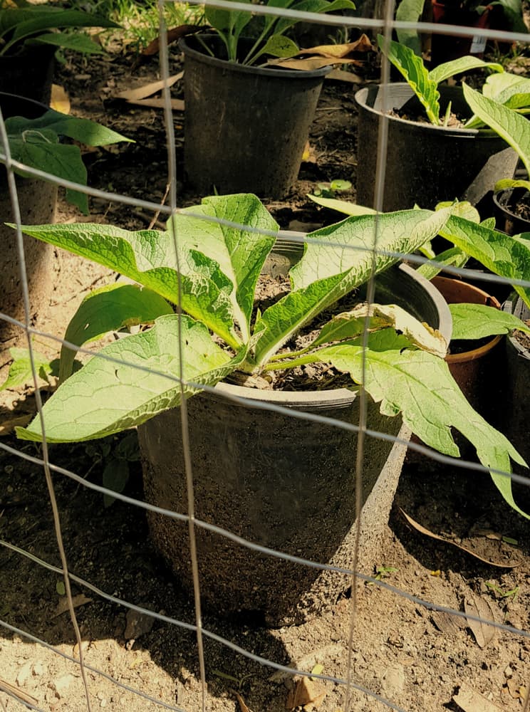 large black containers of young comfrey plants