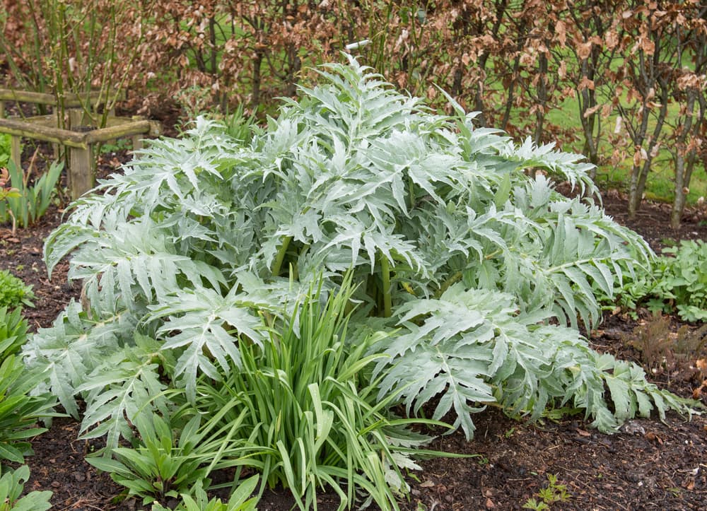 bushy Cynara cardunculus in a country garden