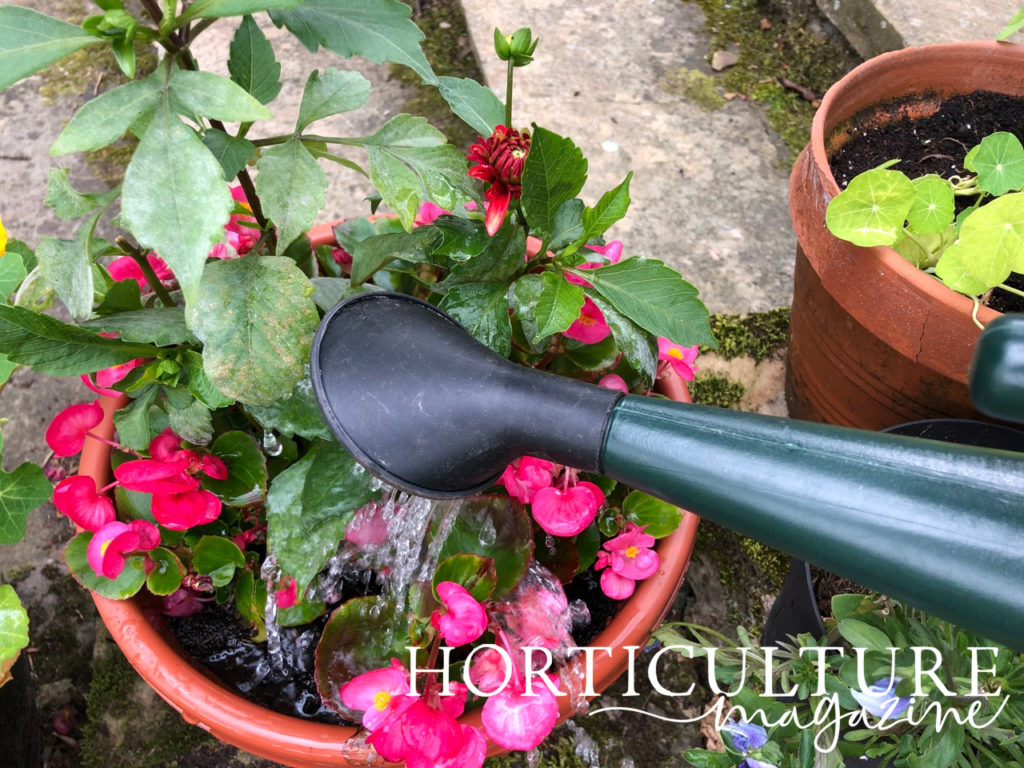 a begonia and dahlia plant growing in the same pot outside and being watered with another potted nasturtium plant in the background