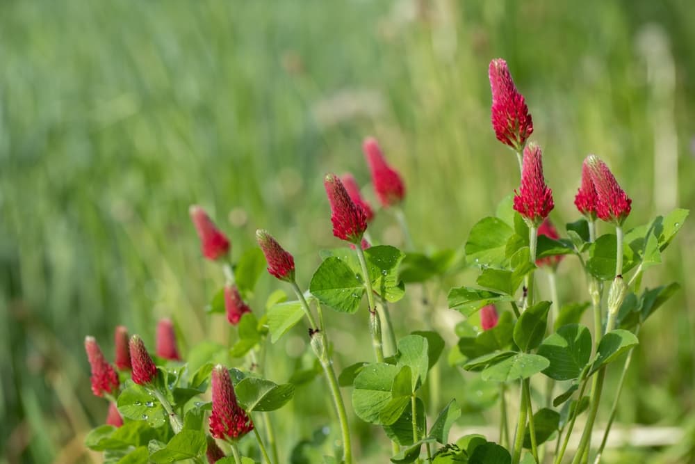 red heads of Trifolium incarnatum
