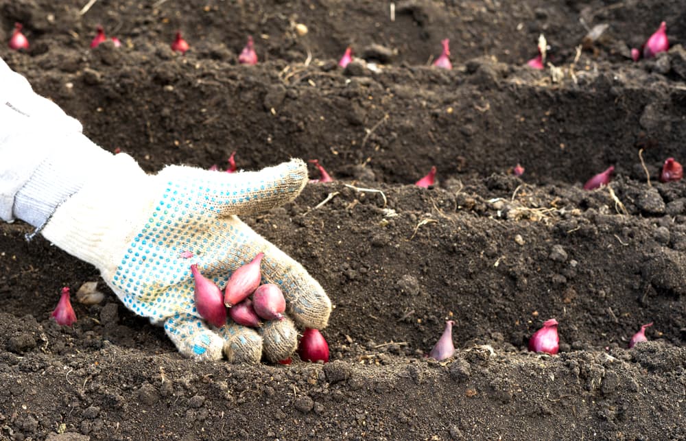 a gloved hand planting sets in rows