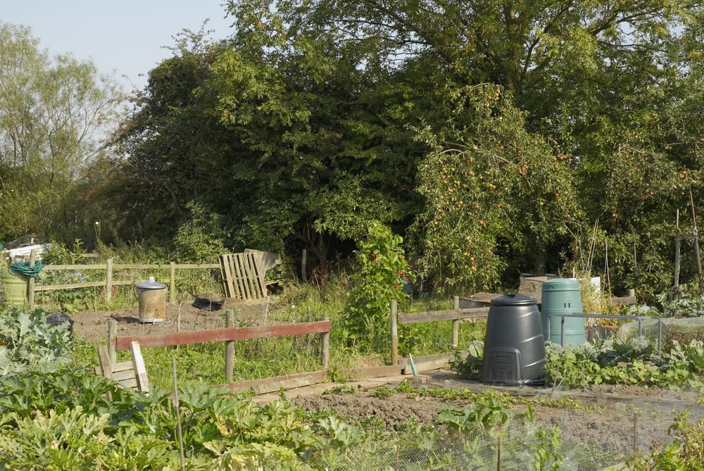 a large allotment with water butts and composting bins visible