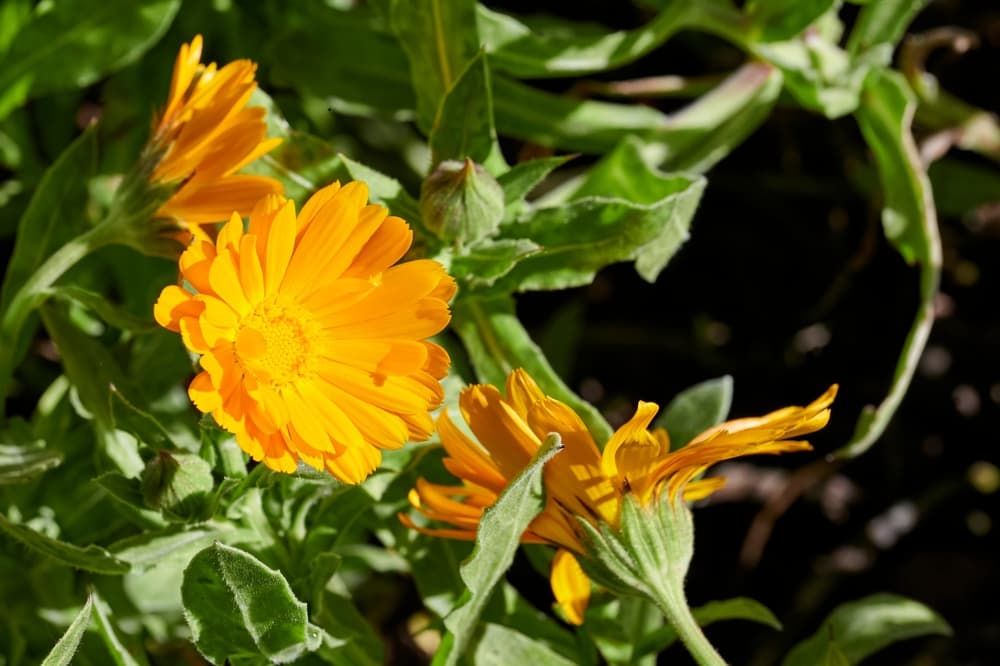 orange floowers of calendula with some starting to wither