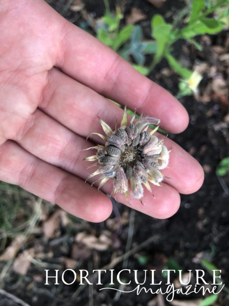 an outstretched hand showing a seed head from an old flower
