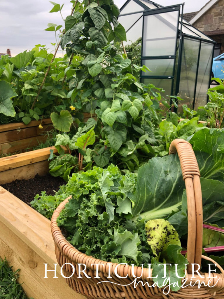 A basket full of cabbage leaves that have just been harvested resting on top of a raised bed that is growing other plants