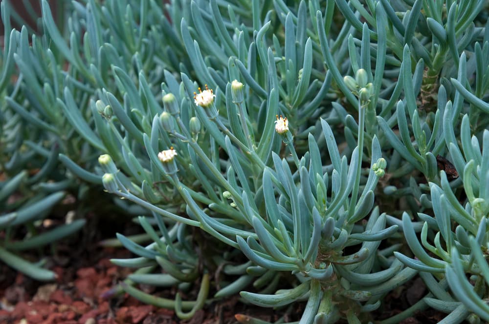 small white flowers and blue leaves of Senecio serpens