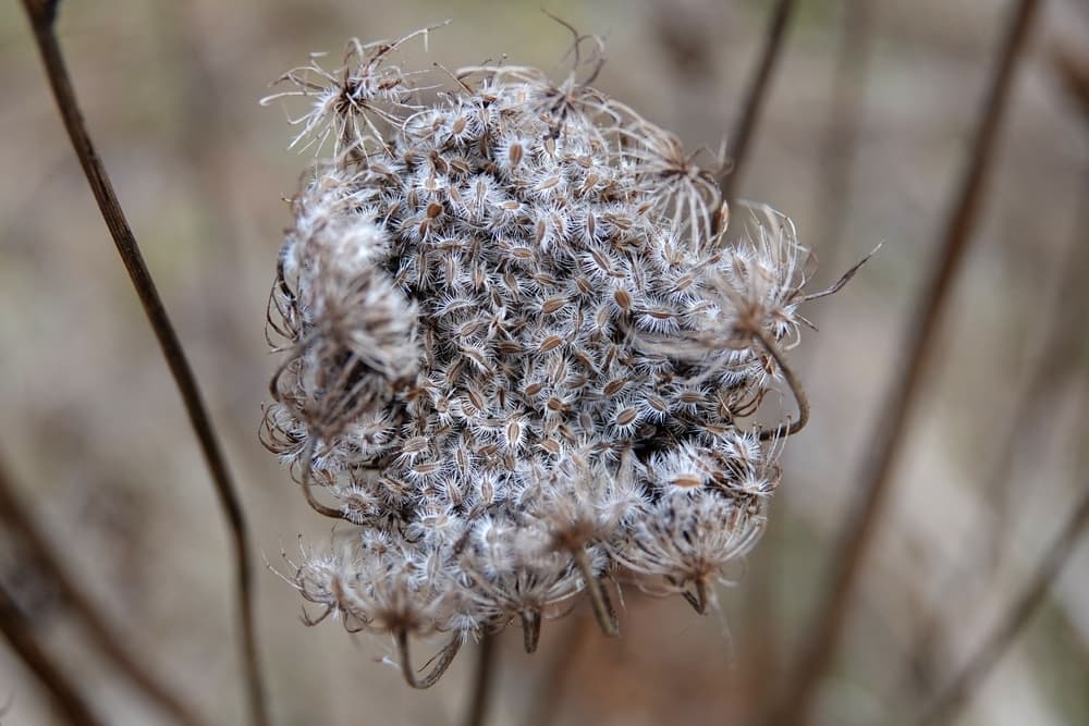 umbels of Daucus carota with visible seeds