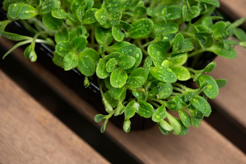 pea shoot micro greens covered in water droplets with timber bench in background
