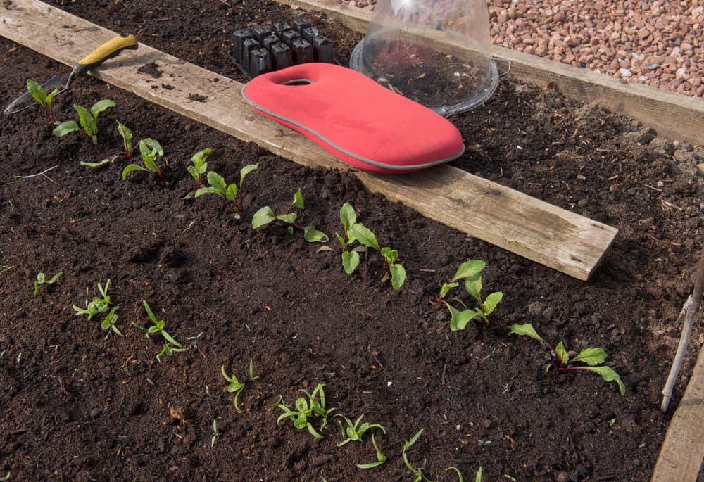 beetroot seedlings in a raised bed with a timber beam and cloche in the background