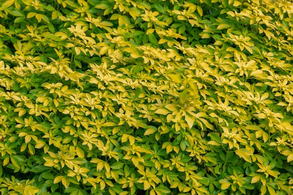 large Choisya shrub with yellowing leaves