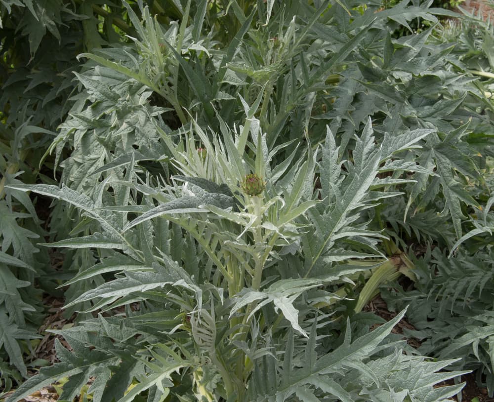 cardoons growing in an allotment space