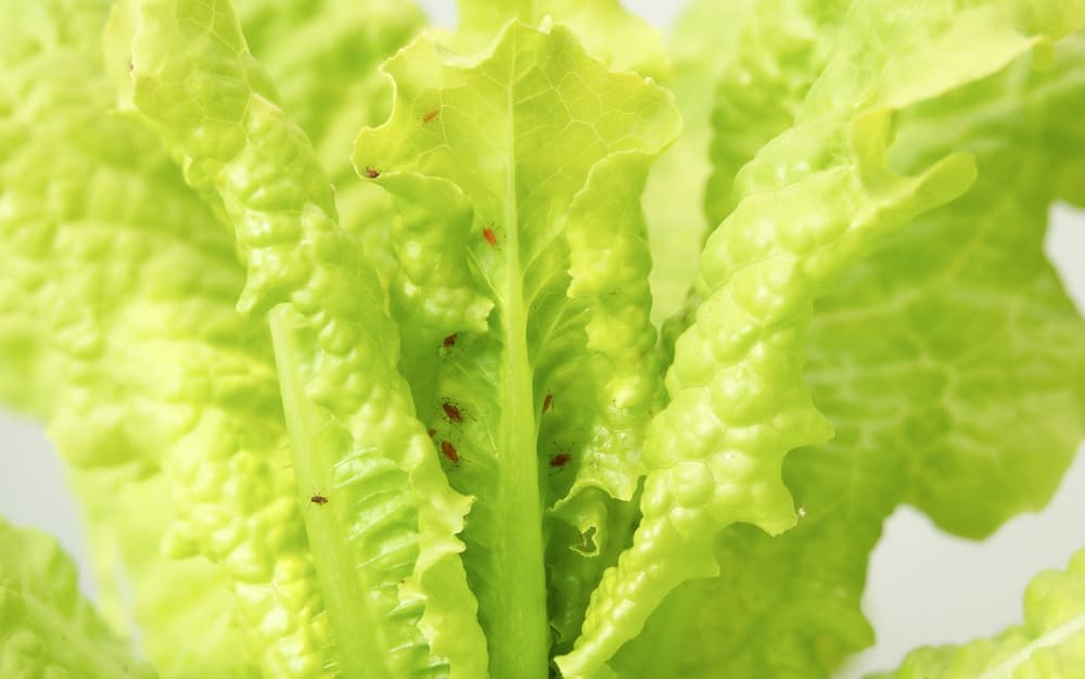 greenfly shown on the leaves of light green lettuce