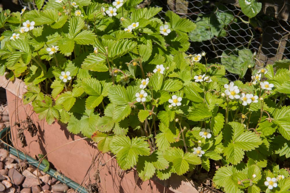 white flowering Fragaria vesca alpine strawberries growing in a rectangular planter