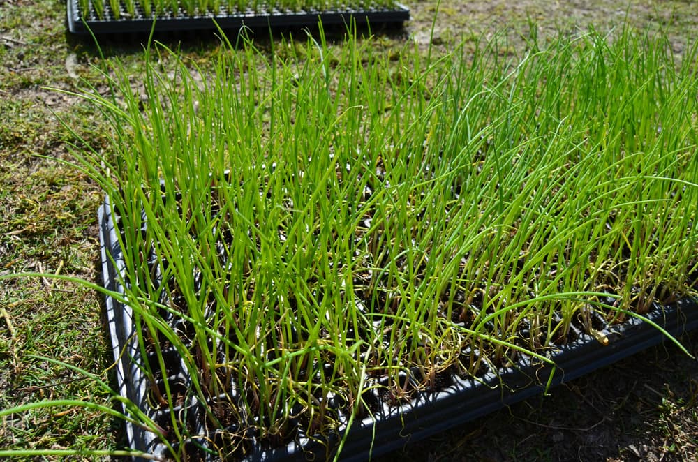 allium seedlings growing tall out of a potting tray
