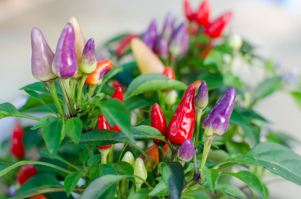 Bolivian Rainbow chili fruits in a range of colours from red, purple, orange and green