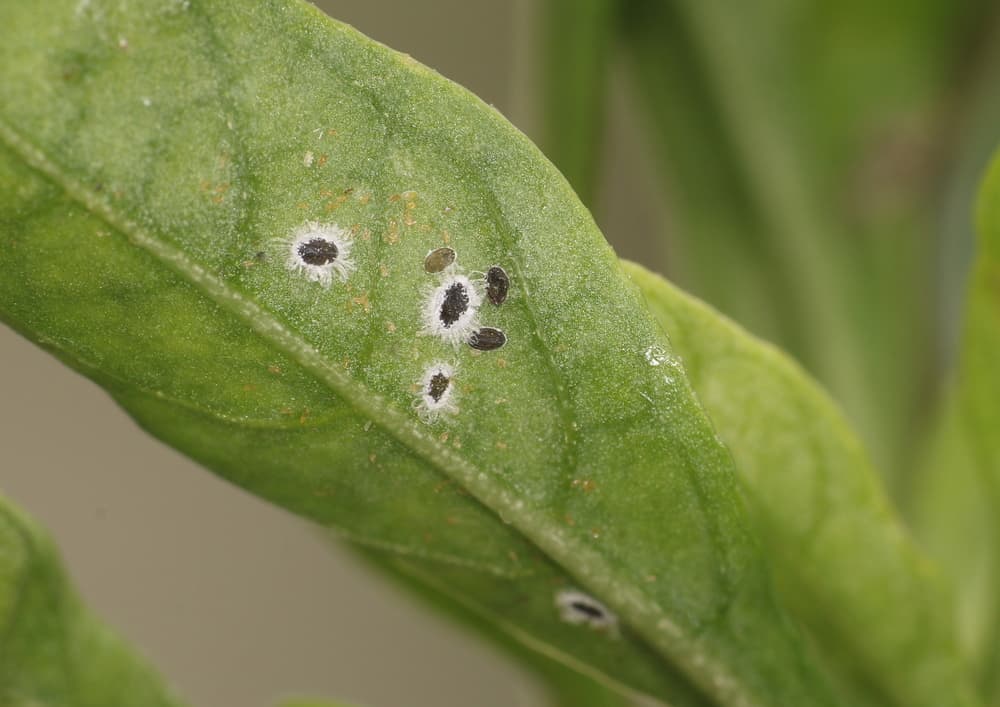 magnified view of whitefly on the leaves of a pepper plant