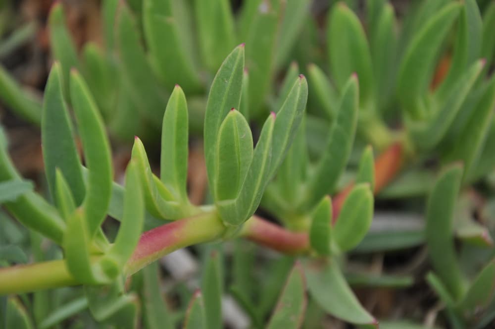 Senecio radicans string of bananas plant