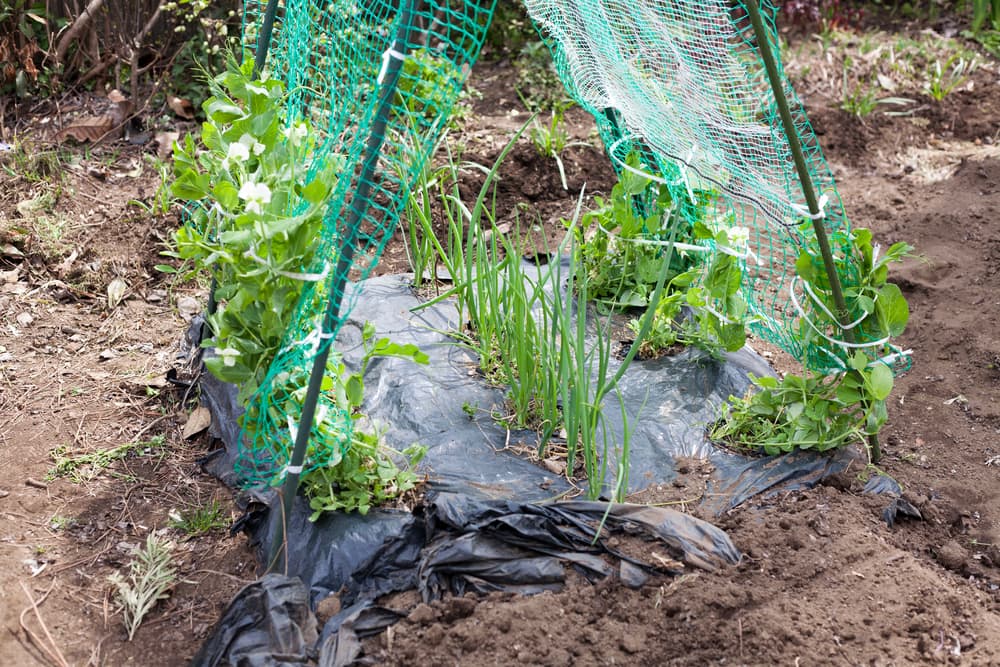 green peas and onions growing together as companion plants with a DIY support structure