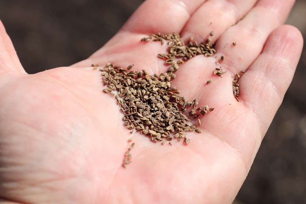 carrot seeds being held in the palm of a hand